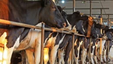 Luannan Agri And Biogas Projects Press Ahead With Landia Digester Mixing Systems In China
