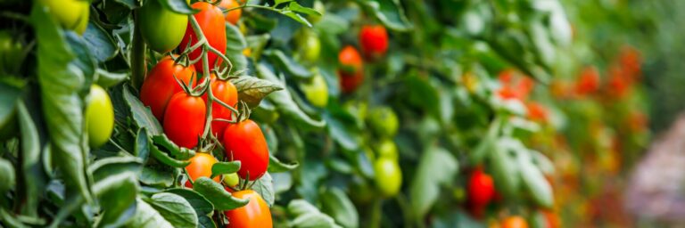 Thermal Mass Flow Meters and Mass Regulators for Gases From Vögtlin’s “Red-Y Smart Series” Control Tomato Ripening With Ethylene
