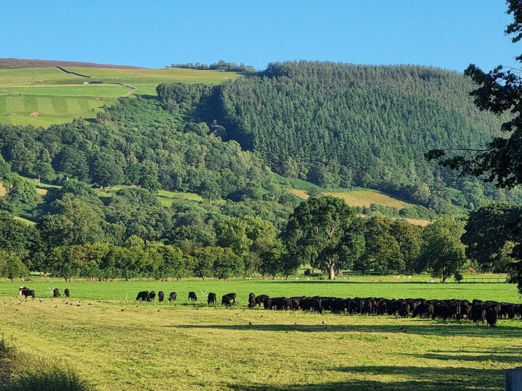 The Hills Are Alive with the Sound-Thinking of Sustainability