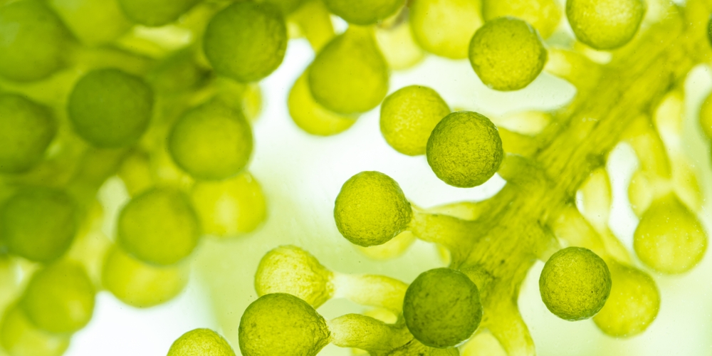 algae