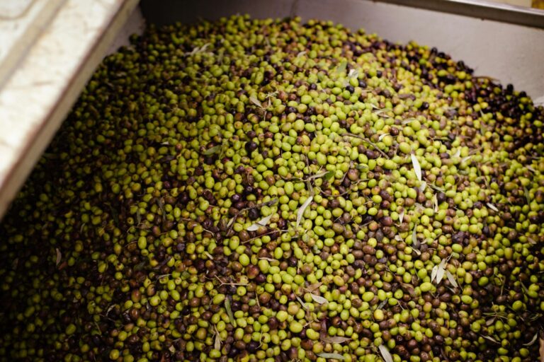 Olive Oil Effluent