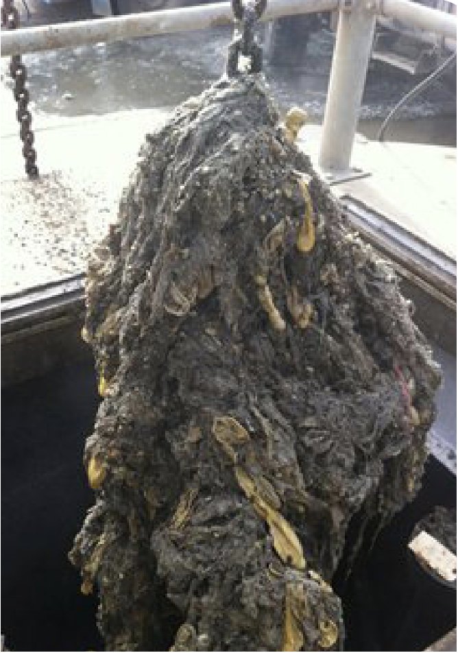 Large mass of wipes and debris hoisted on a chain out of a wastewater lift station